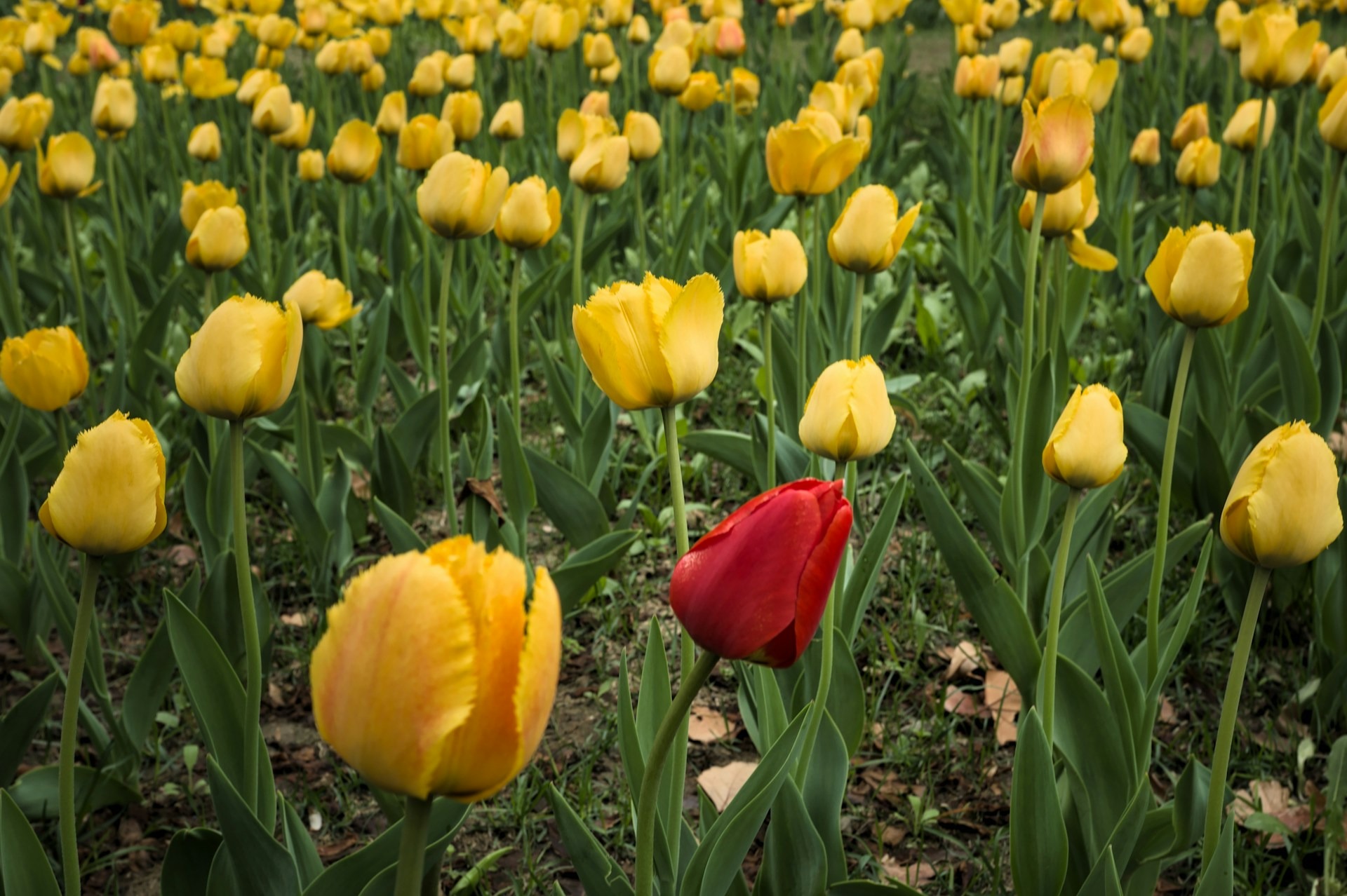 The Cultural Shock at Work: How to Quickly Adapt to Quebec Corporate Culture as a Newcomer